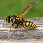 Wasps, Bees, Hornets