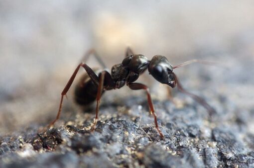 carpenter ants