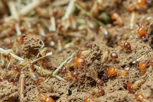 termites-nature-food-insect